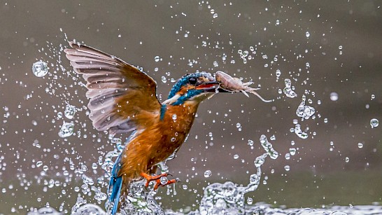 IJsvogels met vis bij Almelo