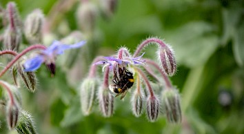 Voedsel verbouwen en biodiversiteit herstellen