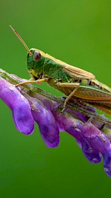 Prachtig groen (geüpload door Irma van der Kolk-Jonkman)